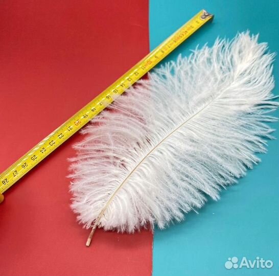 Перо страуса