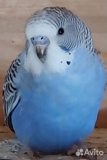 Птенцы волнистого попугая