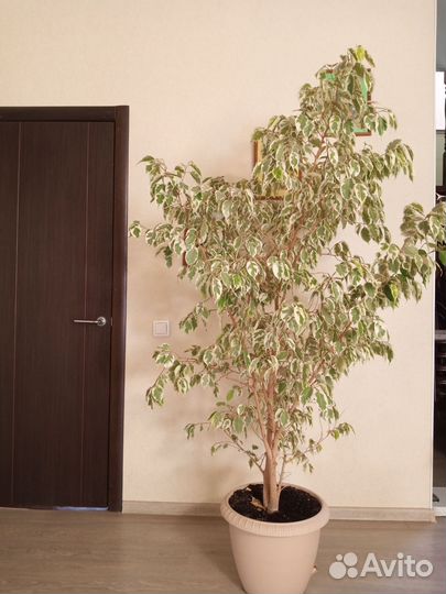 Фикус бенджамина пестролистный