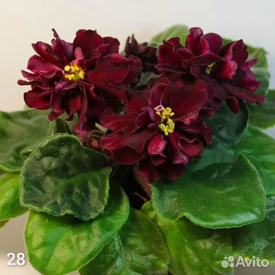 Фиалка детки