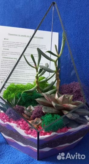 Флорариум суккуленты