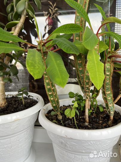 Комнатные цветы, отростки