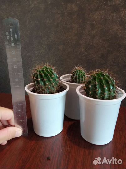 Кактус (отростки)