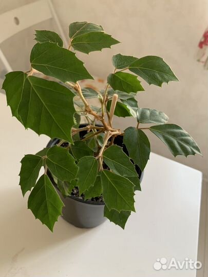 Каланхоэ лечебный,золотой ус