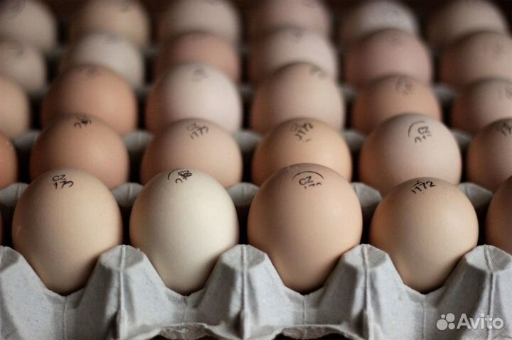 Инкубационные яйца всех видов птицы