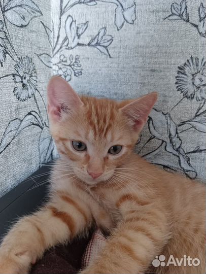 Котёнок мальчик 4 мес