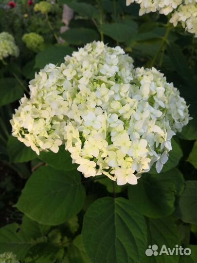 Гортензия метельчатая, древовидная