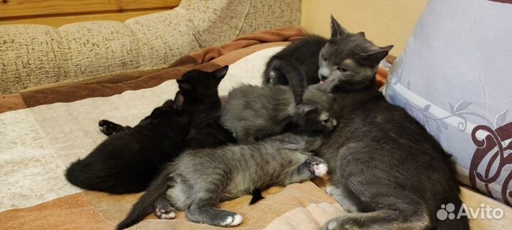 Отдам даром в хорошие руки котят