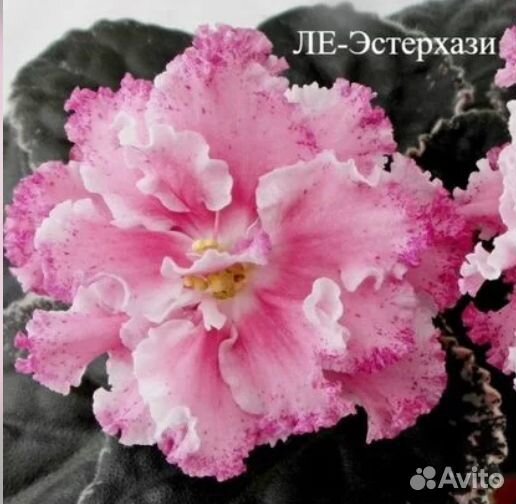 Сортовые фиалки