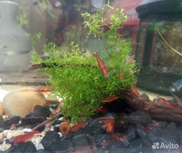 Креветка вишня