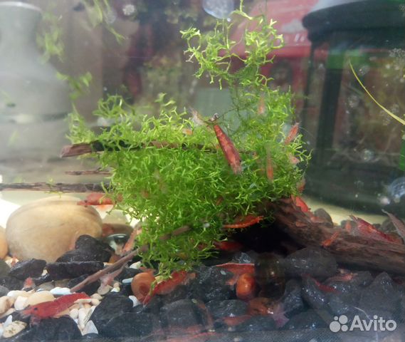 Креветка вишня