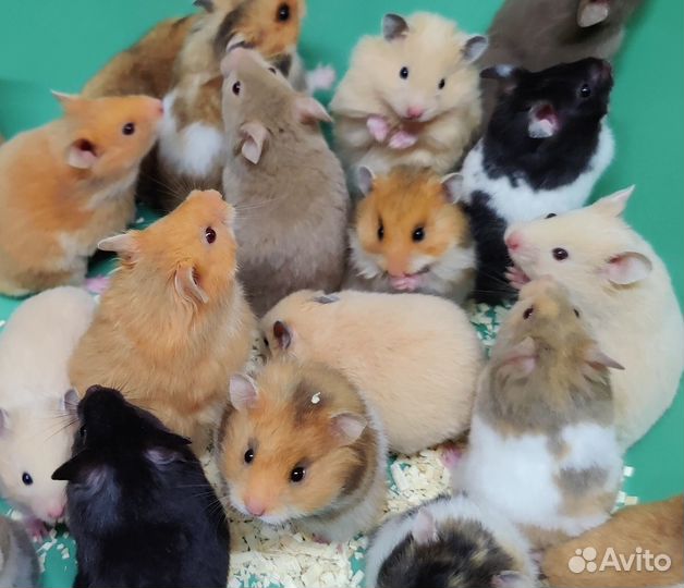 Сирийские Ангорские Хомяки Эксклюзивные