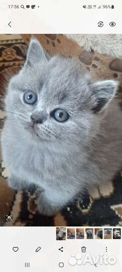 Британская