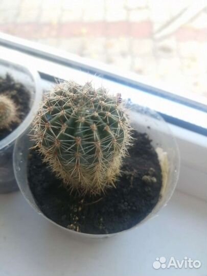 Кактус цветущий