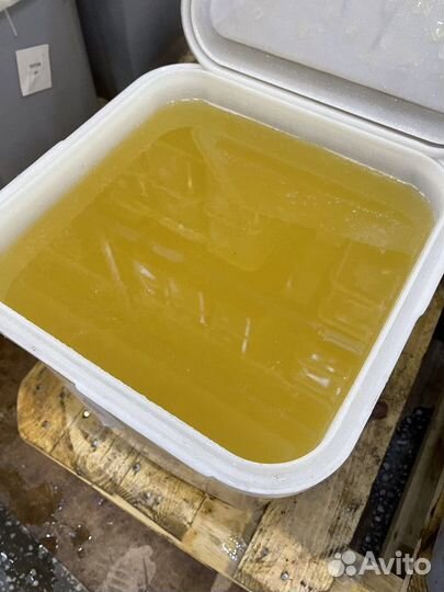 Донниковый свежий оптом