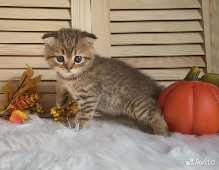 Вислоухие котята тигровый окрас