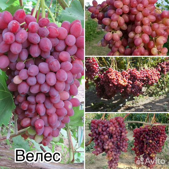 Саженцы винограда кишмиш