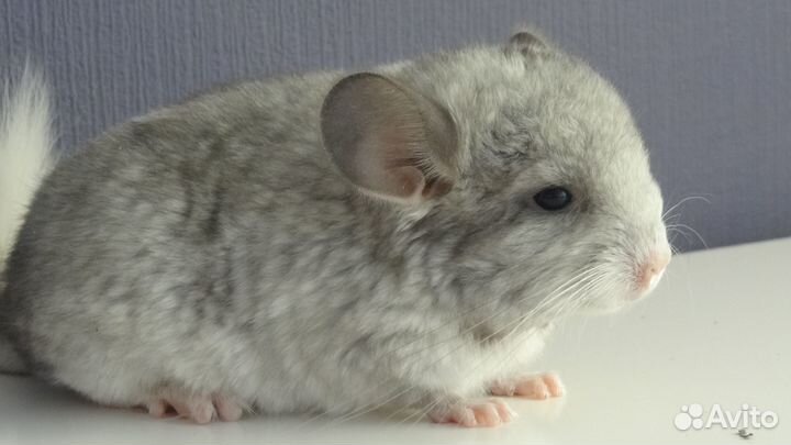 Шиншиллы стандарт мальчики и девочки