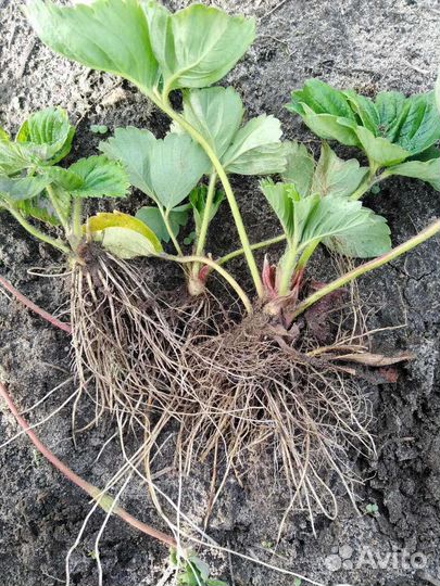 Рассада клубники