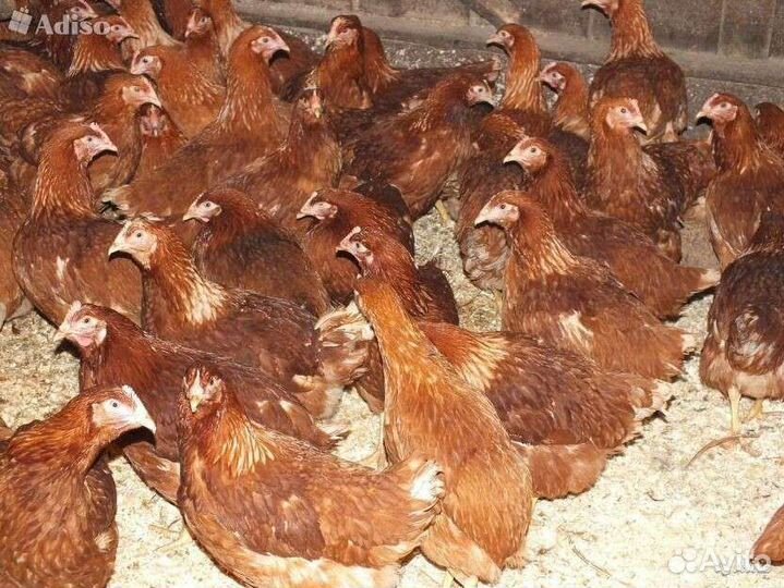 Куры молодки, несушки