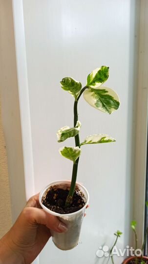 Пеларгония(герань), филодендрон, педилантус