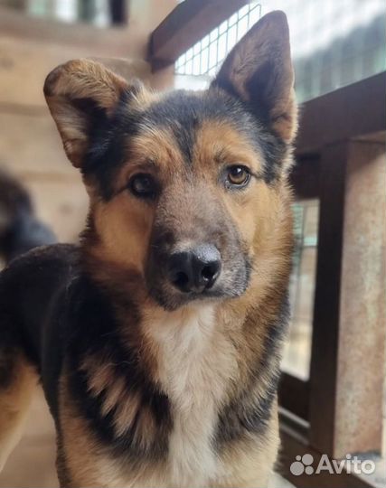 Очаровательный Бруно ищет дом