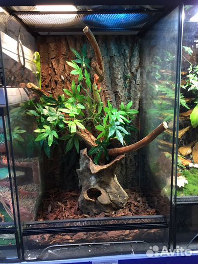 Аквариумные рыбки