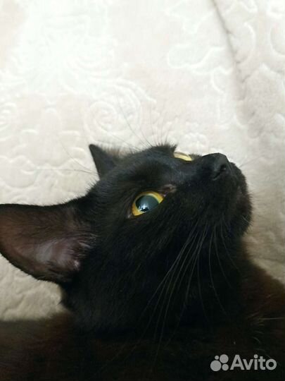 Отдадим кошечку