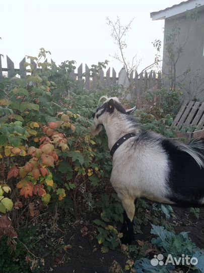 Альпийский Козёл