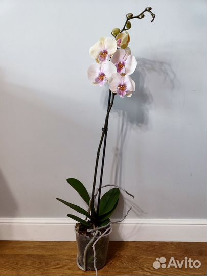 Орхидея биг лип Pastello kizz