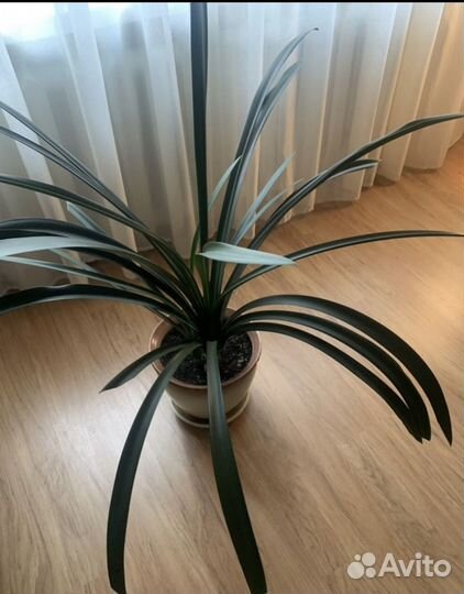 Комнатные растения