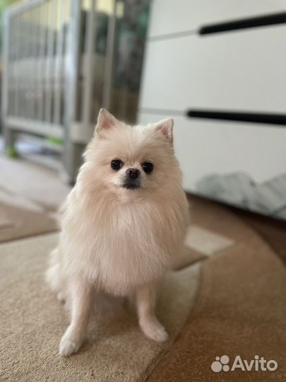 Померанский шпиц мини девочка вязка