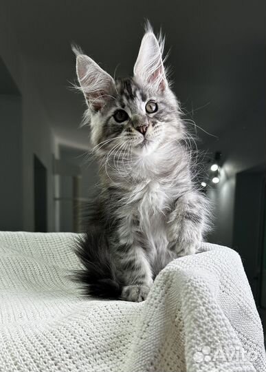 Мейн-кун котик черный серебряный мраморный Yongo