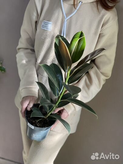 Фикус эластика мелани D14