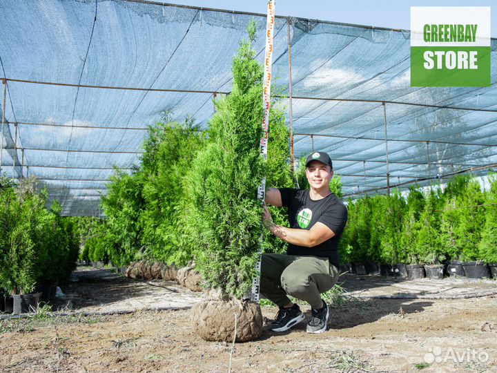 Туи колумна 1,6 м свежая копка 2023