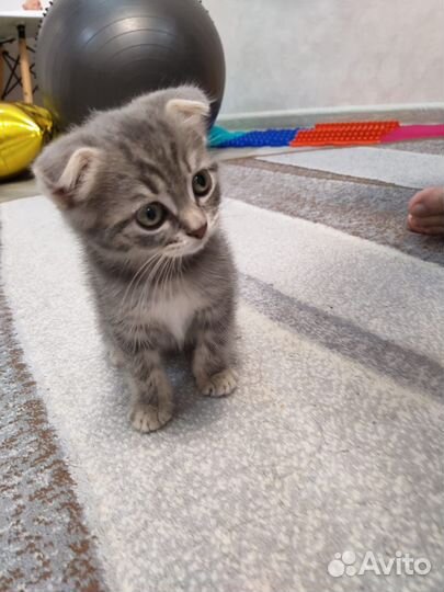 Шотландская вислоухая кошка