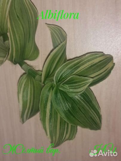 Традесканция