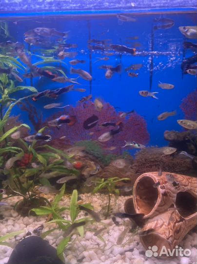 Аквариумные рыбки гуппи