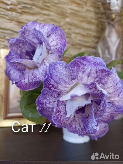 Глоксинии махровые клубни