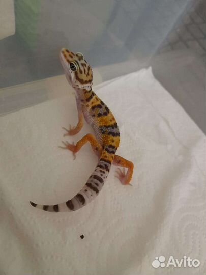 Эублефар ящерица