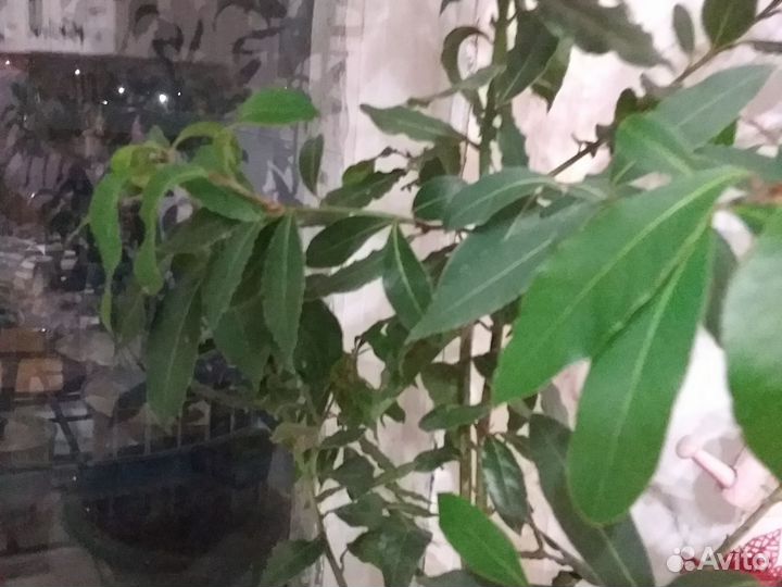 Лавровый лист 1метр