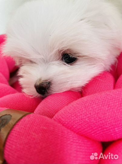 Мальтийская болонка мини