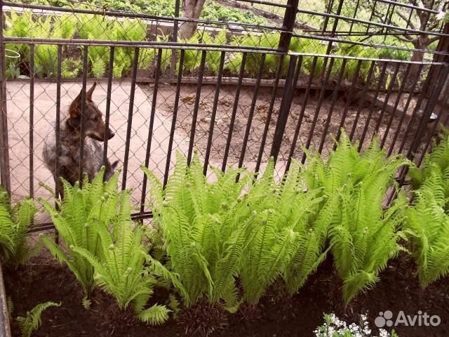 Экстрагон, клубника,папорот,чабер