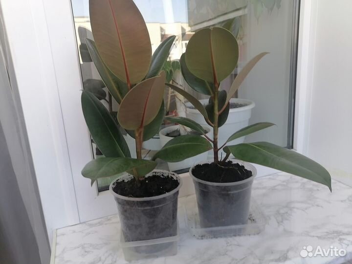 Комнатные растения: фикус, замиокулькас