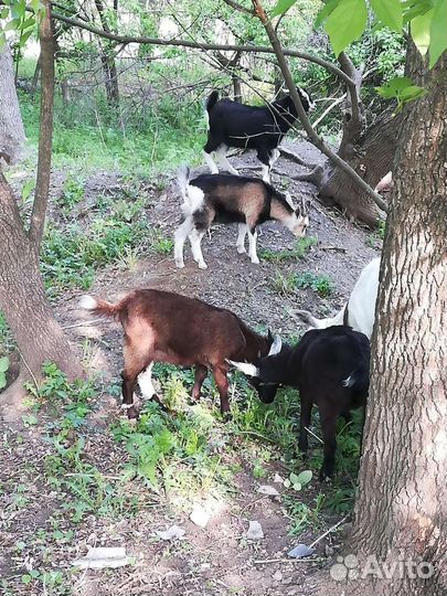 Продам дойных коз, козочек