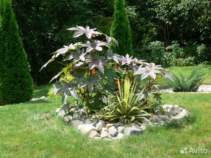 Клещевина -пальма