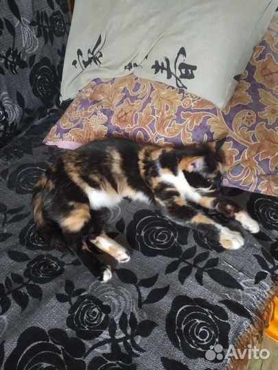 Кошка в дар