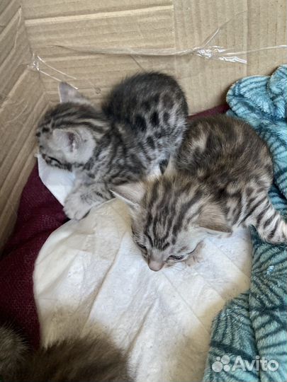 Бенгальсие котята