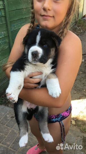 Щенки хаски бесплатно