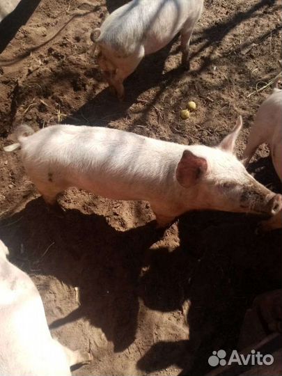 Поросята ландрас